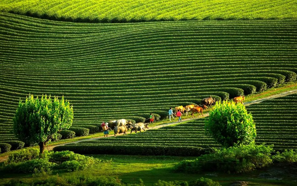 đồi chè
